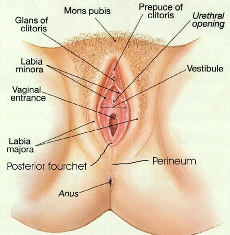 of a womans pussy anatomy